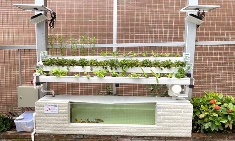魚菜共生系統